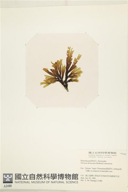網目藻藏品圖，第3張