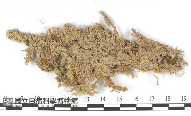 截葉泥炭蘚藏品圖，第3張