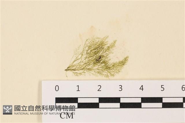 登錄號:A00004988藏品圖，第1張