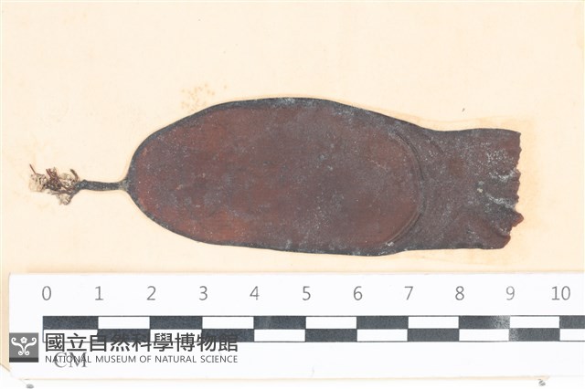登錄號:A00003988藏品圖，第1張