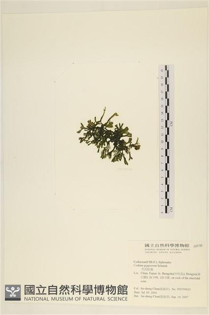 登錄號:A00005788藏品圖，第3張