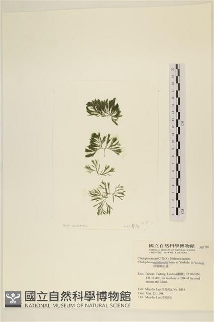 伸展剛毛藻藏品圖，第1張