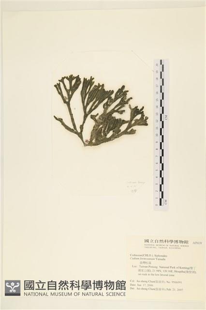 臺灣水松, 臺灣松藻藏品圖，第1張
