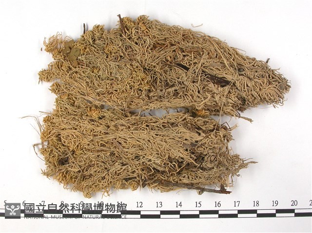 白齒泥炭蘚藏品圖，第3張