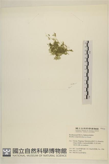 布氏藻藏品圖，第3張