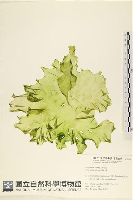 大石蓴, 石蓴藏品圖，第1張