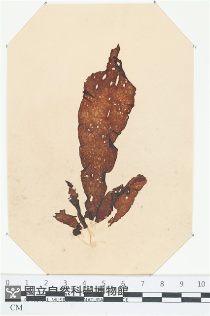 登錄號:A00004039藏品圖，第1張