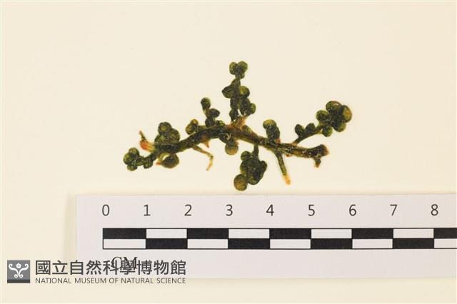 登錄號:A00001139藏品圖，第1張