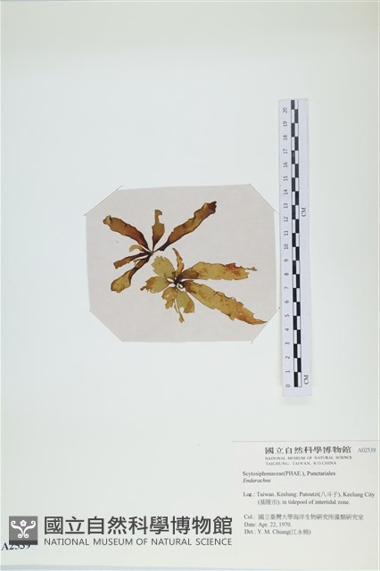 登錄號:A00002539藏品圖，第1張