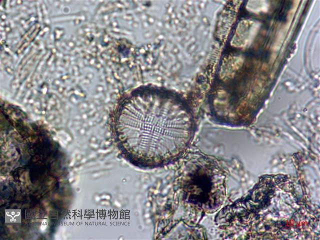 登錄號:A00004539藏品圖，第3張