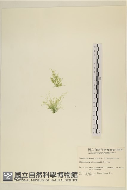 登錄號:A00000539藏品圖，第1張