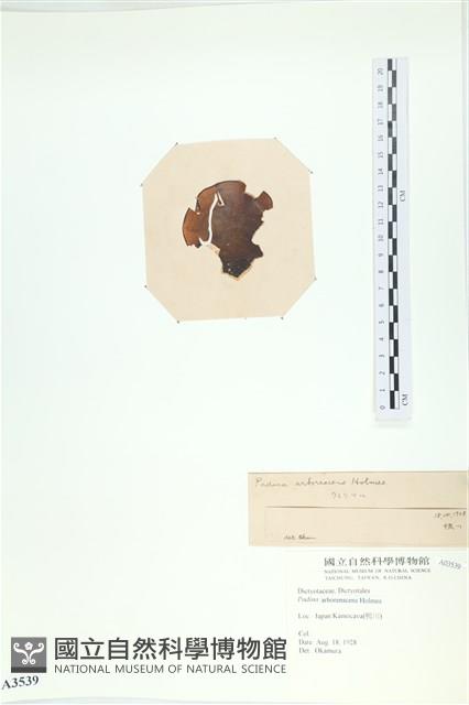 樹狀團扇藻藏品圖，第3張