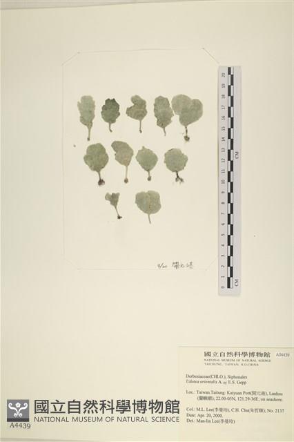 登錄號:A00004439藏品圖，第1張