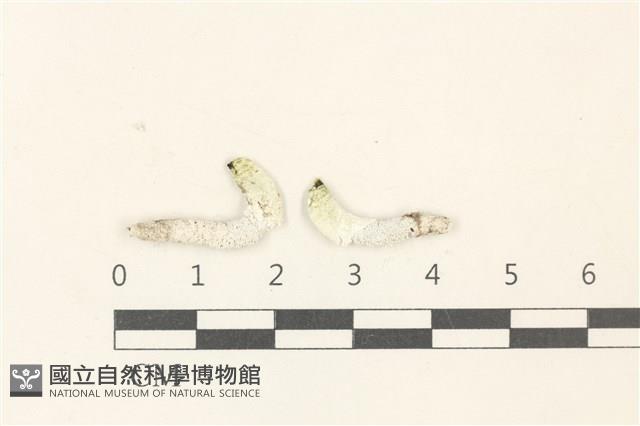 范氏蠕藻藏品圖，第1張