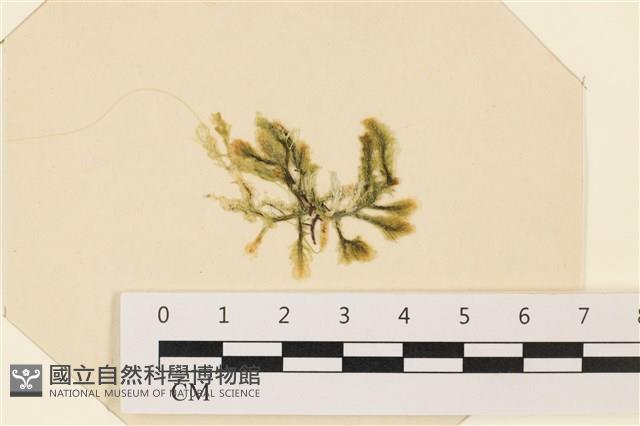 登錄號:A00004939藏品圖，第1張