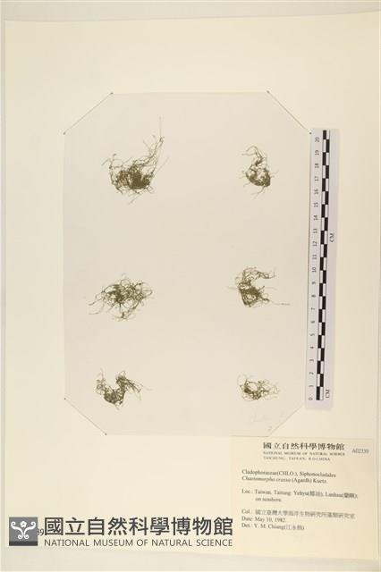粗硬毛藻, 綠苔藏品圖，第1張