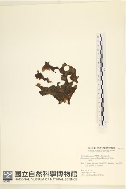 登錄號:A00005339藏品圖，第1張