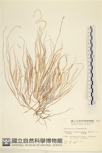 長松藻藏品圖，第1張