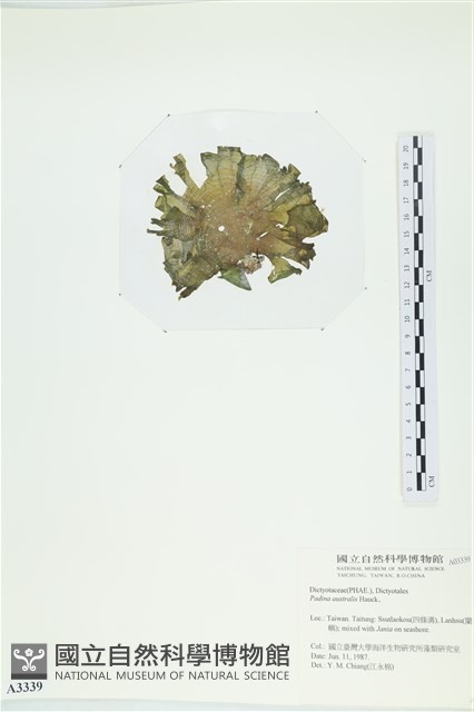 南方團扇藻藏品圖，第3張