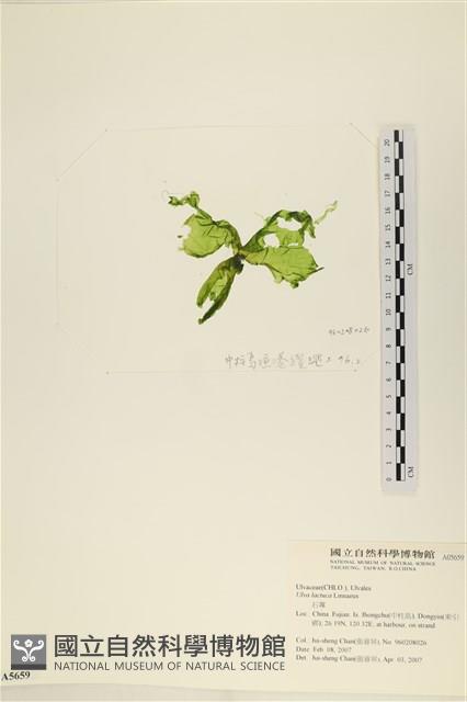 大石蓴, 石蓴藏品圖，第3張