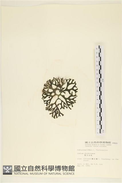 雙叉水松藏品圖，第3張