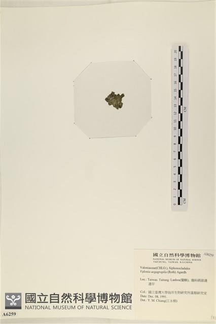 法囊藻藏品圖，第3張