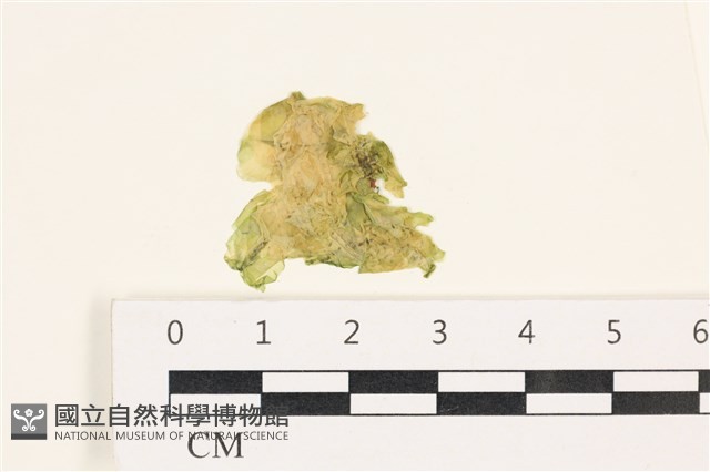 茶花石蓴, 牡丹菜藏品圖，第1張