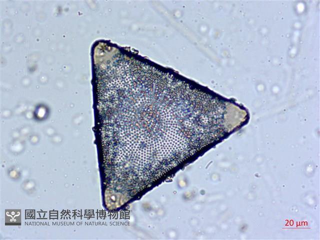 登錄號:A00004559藏品圖，第3張
