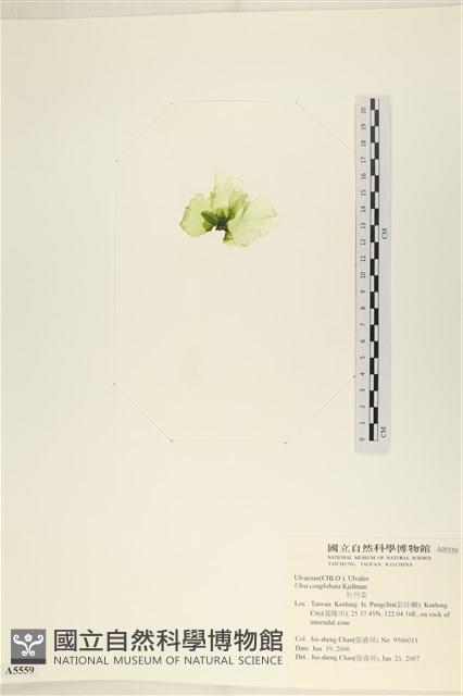 茶花石蓴, 牡丹菜藏品圖，第3張
