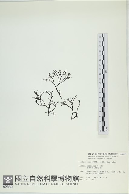 石牙藻, 石牙菜, 鐵釘菜藏品圖，第1張
