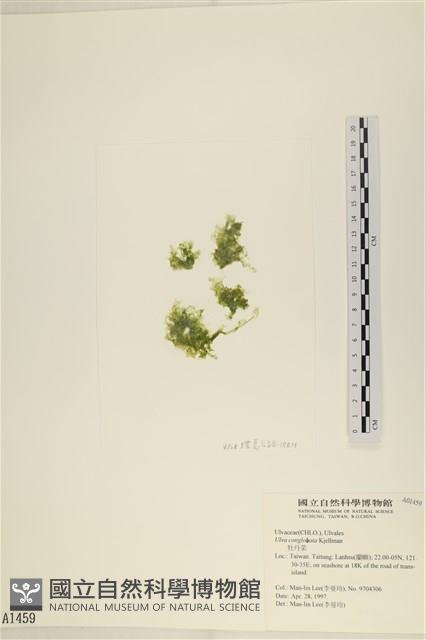 茶花石蓴, 牡丹菜藏品圖，第1張