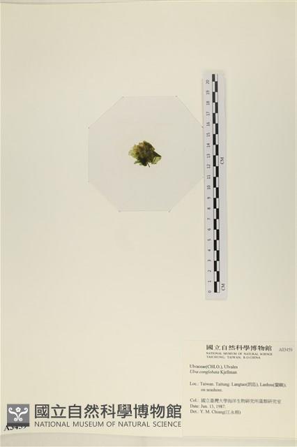 茶花石蓴, 牡丹菜藏品圖，第3張