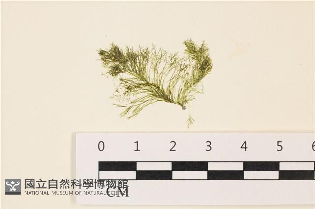 登錄號:A00004959藏品圖，第1張