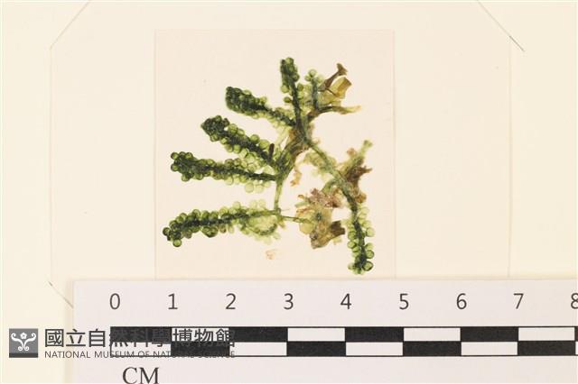 登錄號:A00004859藏品圖，第1張