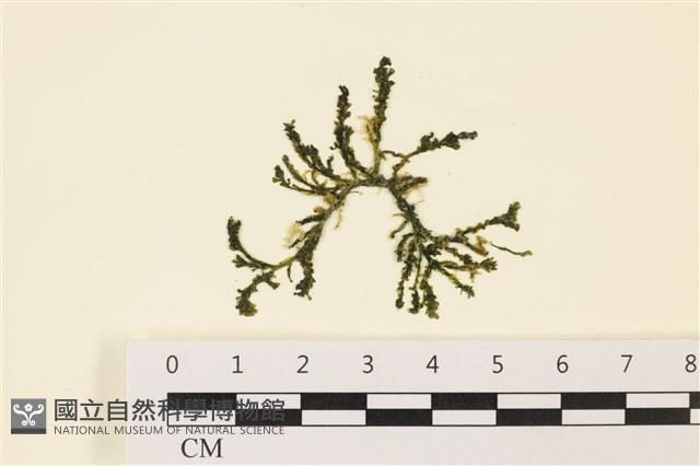 登錄號:A00000859藏品圖，第1張