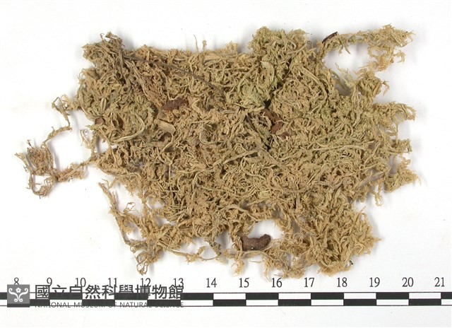 船葉泥炭蘚藏品圖，第3張