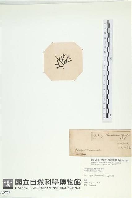 石牙藻, 石牙菜, 鐵釘菜藏品圖，第3張