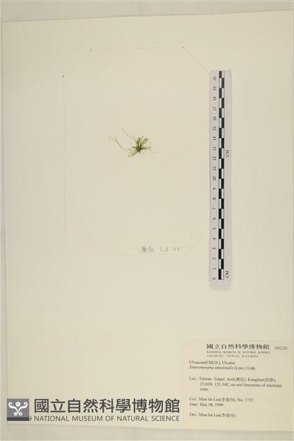 腸滸苔, 河石髮藏品圖，第3張