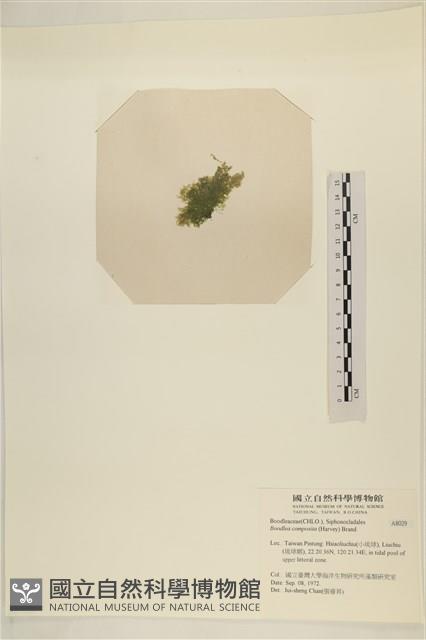 布氏藻藏品圖，第3張