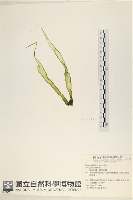 長片石蓴, 裂片石蓴藏品圖，第1張