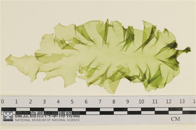 登錄號:A00001029藏品圖，第1張