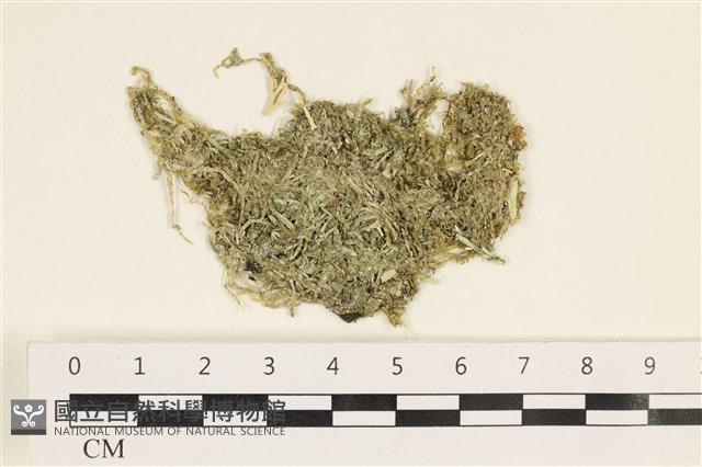 指枝藻藏品圖，第1張