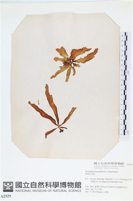 登錄號:A00002529藏品圖，第1張