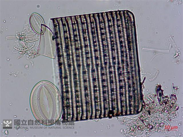 登錄號:A00004529藏品圖，第3張