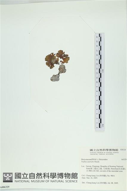 南方團扇藻藏品圖，第3張