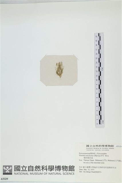 棲狀褐茸藻藏品圖，第3張