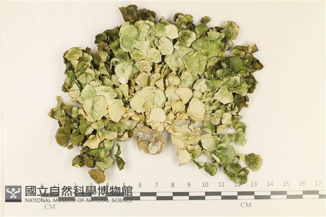 大葉海仙人掌, 大葉仙掌藻藏品圖，第1張