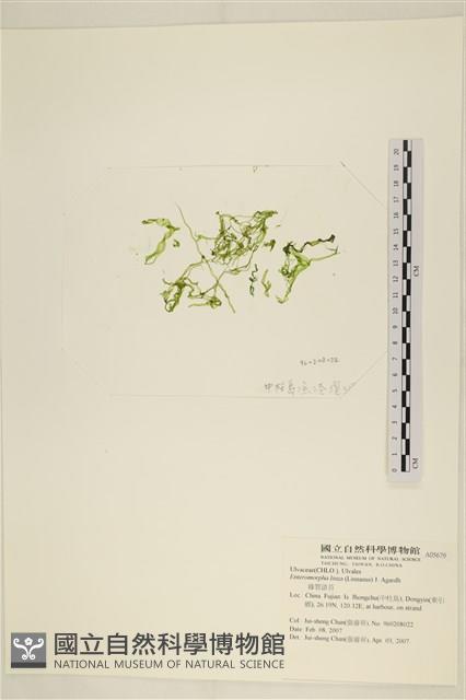 石髮藏品圖，第1張