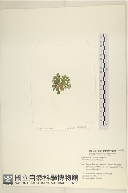 盤狀仙掌藻藏品圖，第3張