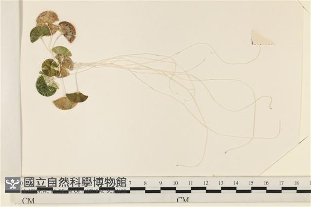 登錄號:A00005079藏品圖，第1張